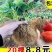 草莓苗根系好20棵12元