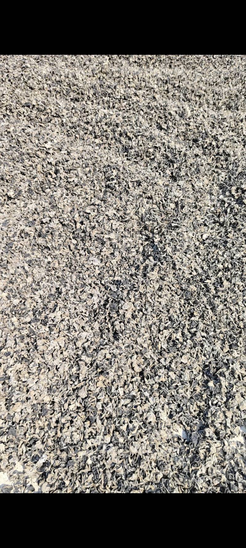 东北黑木耳大地黑厚