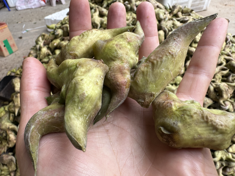 新鲜菱角云南新鲜货源稳定没有中间商欢迎合作