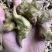 新鲜菱角云南新鲜货源稳定没有中间商欢迎合作