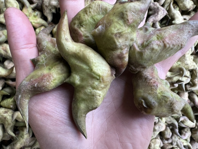 新鲜菱角云南新鲜货源稳定没有中间商欢迎合作