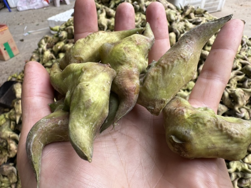 新鲜菱角云南新鲜货源稳定没有中间商欢迎合作