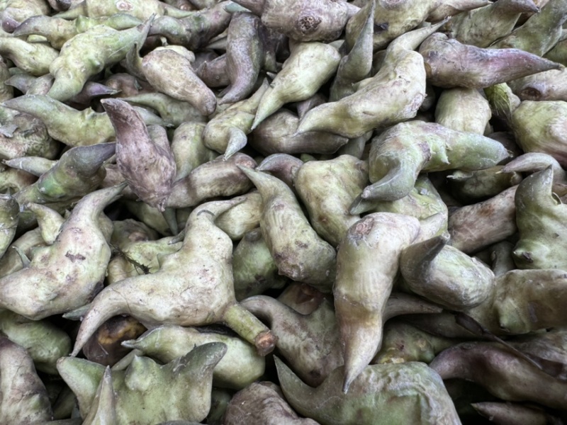 新鲜菱角云南新鲜货源稳定没有中间商欢迎合作
