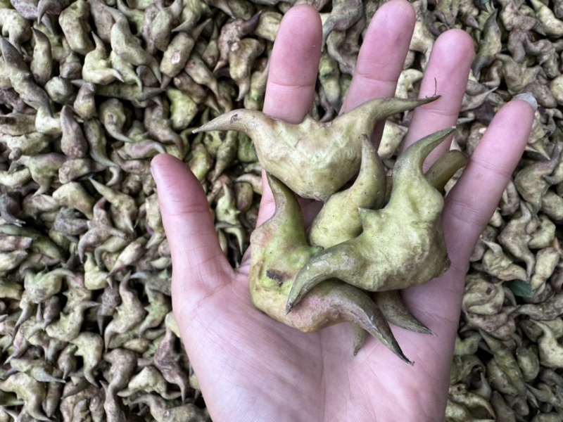 新鲜菱角云南新鲜货源稳定没有中间商欢迎合作