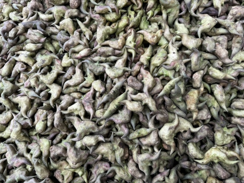 新鲜菱角云南新鲜货源稳定没有中间商欢迎合作