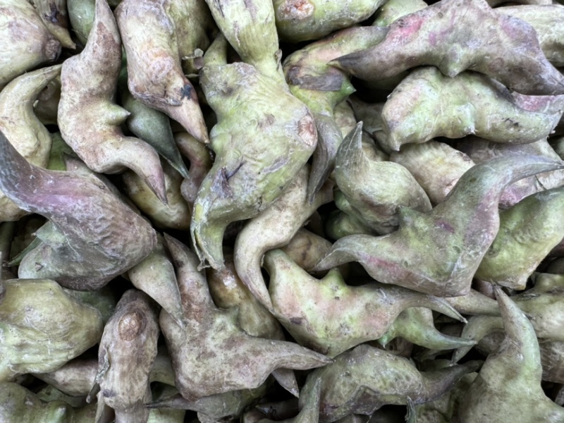 新鲜菱角云南新鲜货源稳定没有中间商欢迎合作