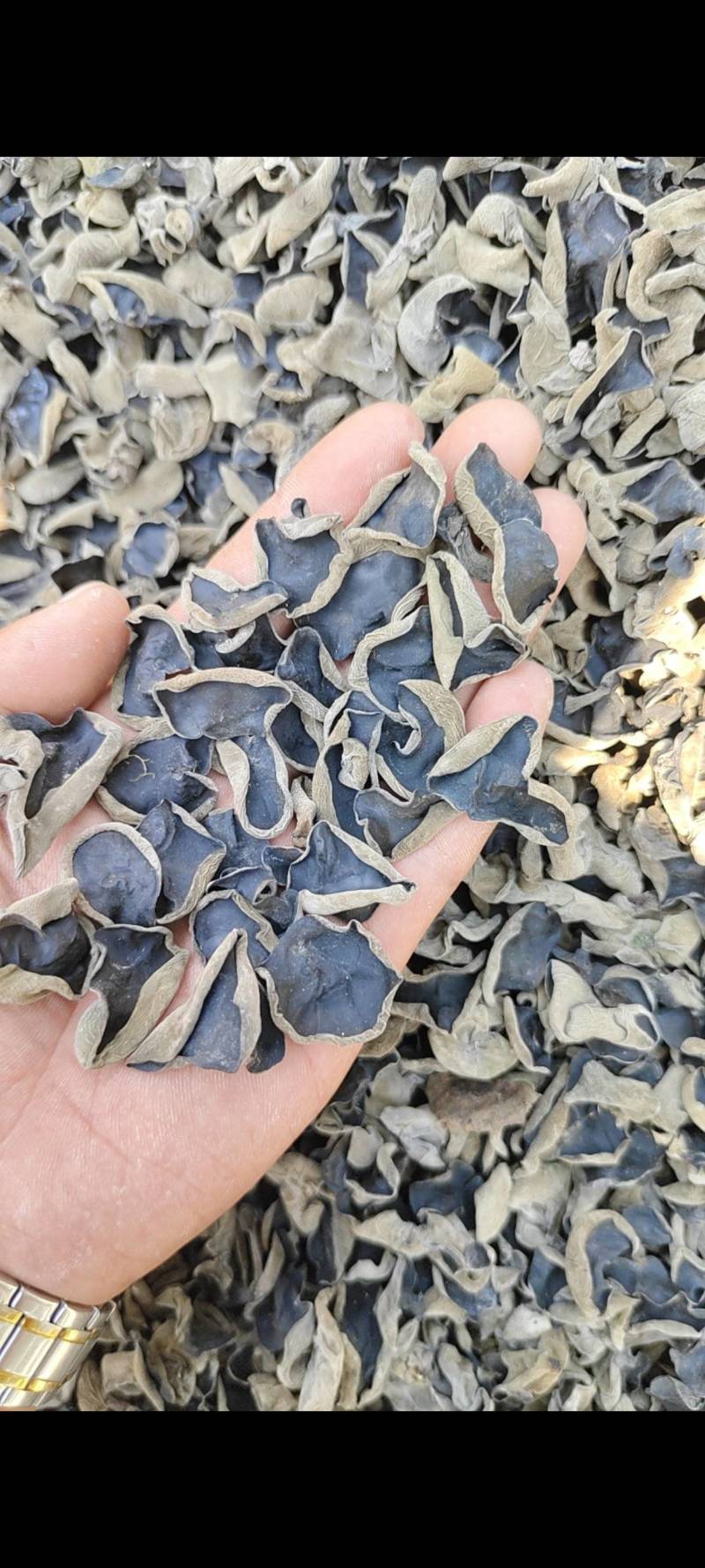 东北黑木耳头茬黑木耳优质片形好保质保量量大从优欢迎联系