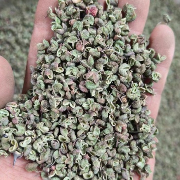 陕西韩城青花椒，青皮净货，源头种植直供，官方保障，欢迎咨