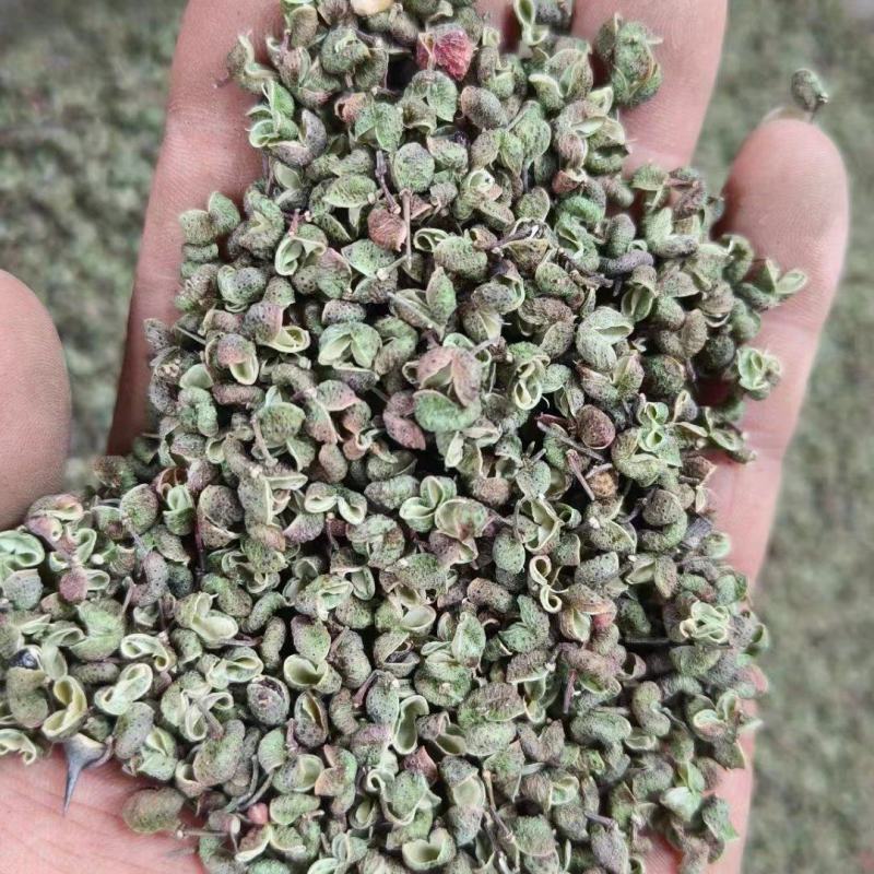 陕西韩城青花椒，青皮净货，源头种植直供，官方保障，欢迎咨