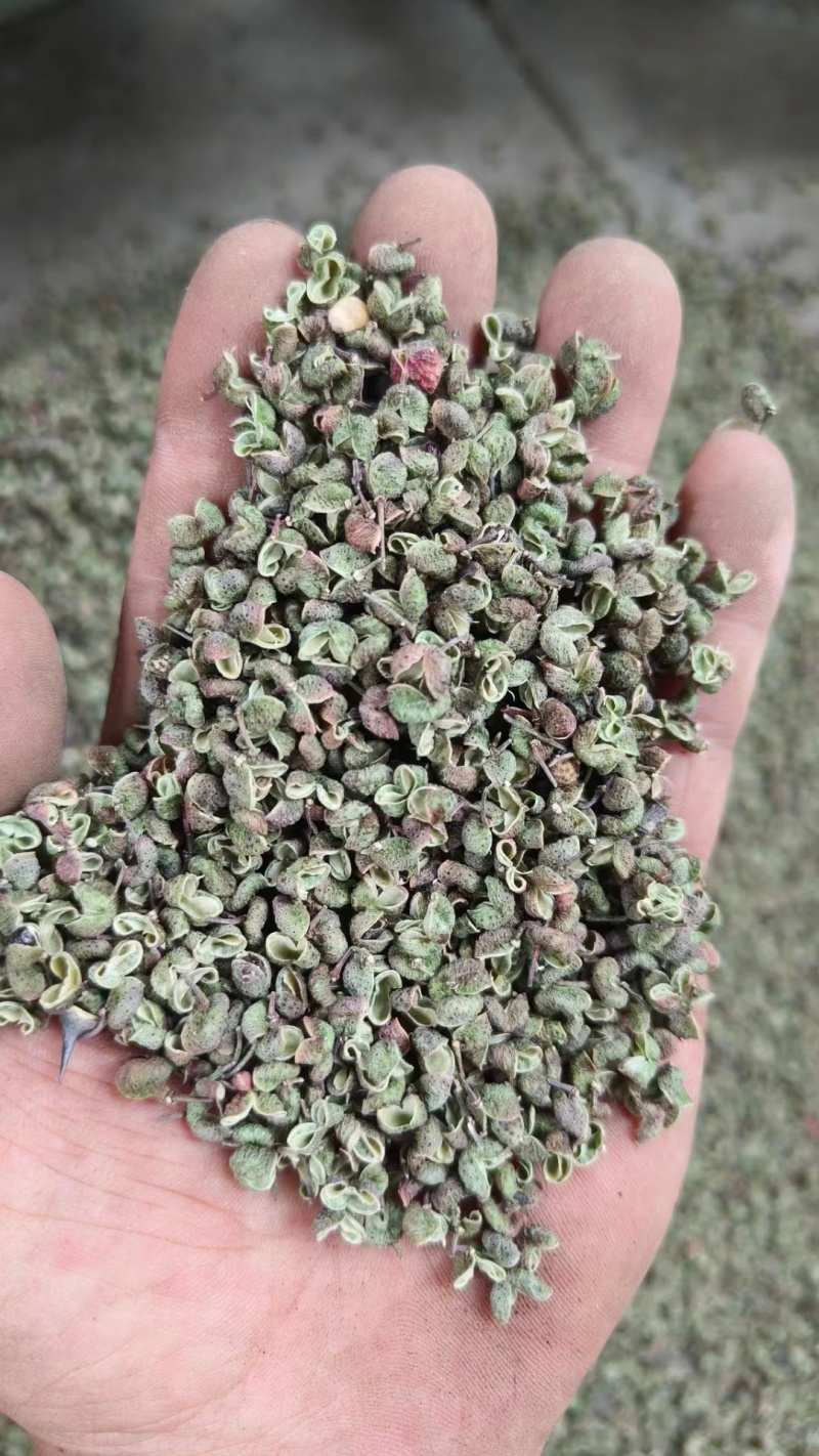陕西韩城青花椒，青皮净货，源头种植直供，官方保障，欢迎咨