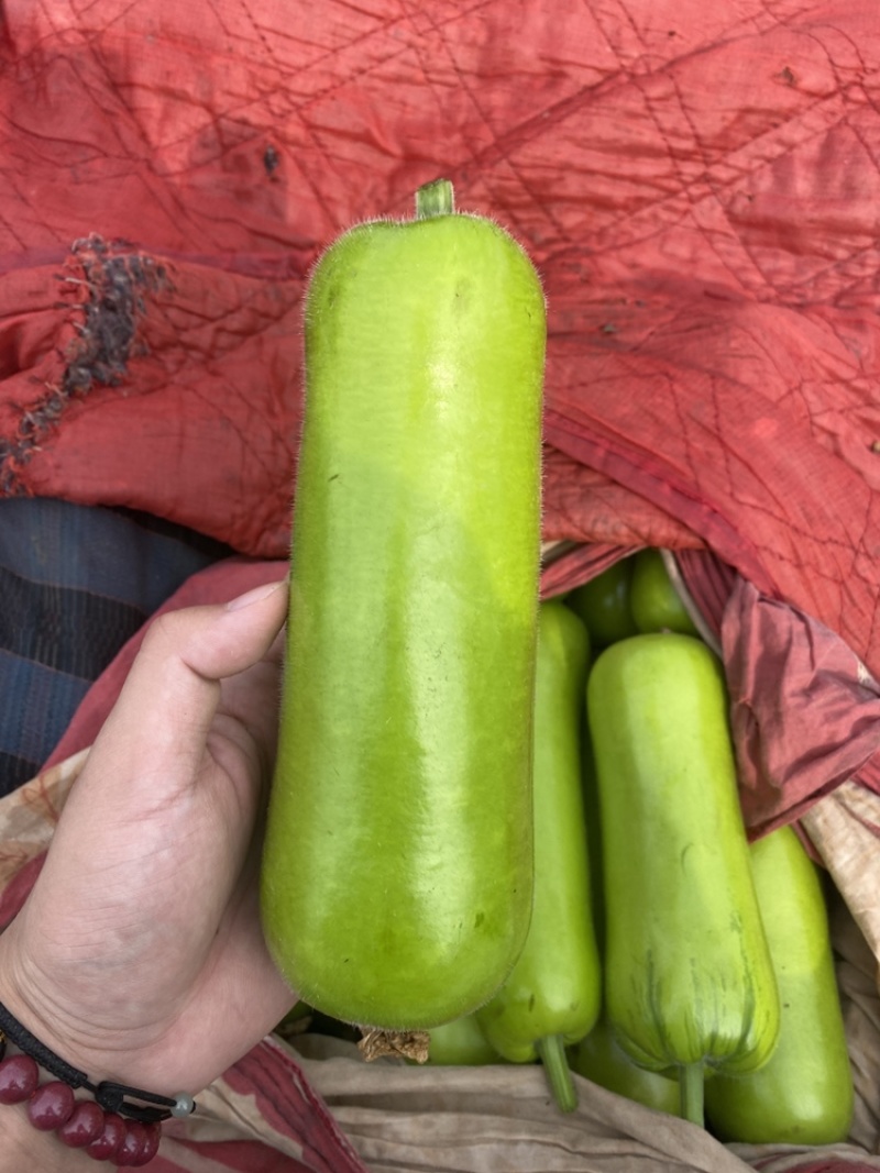 精品瓠瓜价格小涨，精品中的精品，漂亮量大！