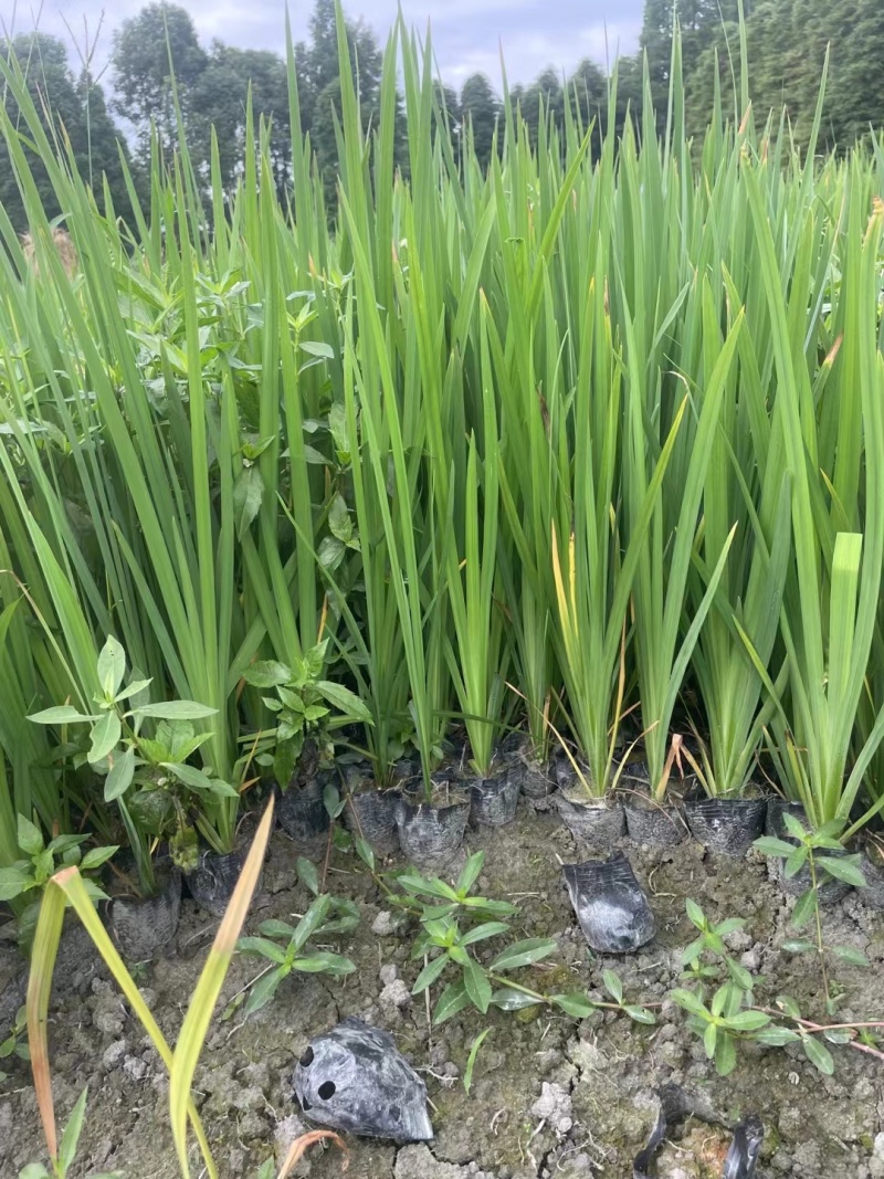 黄菖蒲、黄花鸢尾、水生鸢尾、黄菖蒲杯苗批发