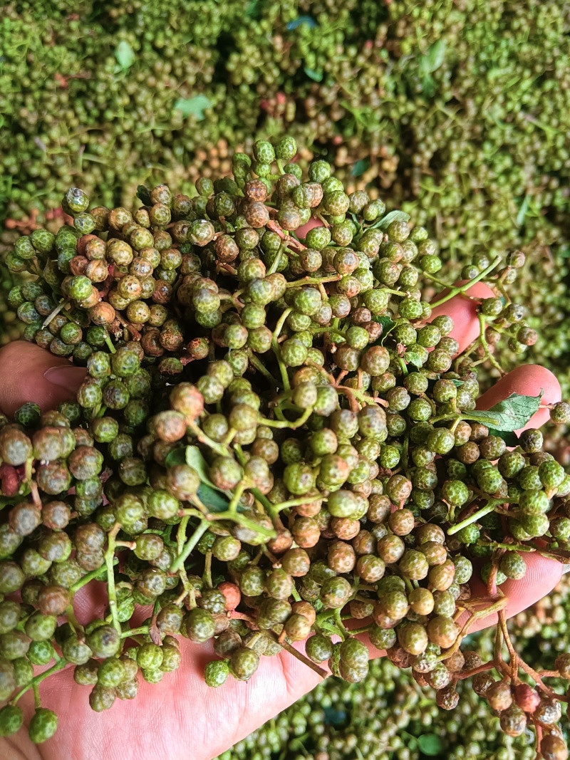 陕西韩城青花椒，青皮净货，源头种植直供，官方保障，欢迎咨