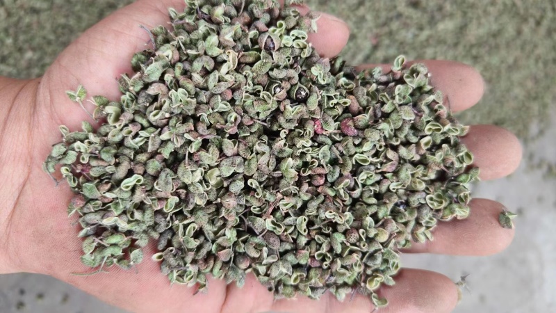 陕西韩城青花椒，青皮净货，源头种植直供，官方保障，欢迎咨
