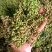 陕西韩城青花椒，青皮净货，源头种植直供，官方保障，欢迎咨