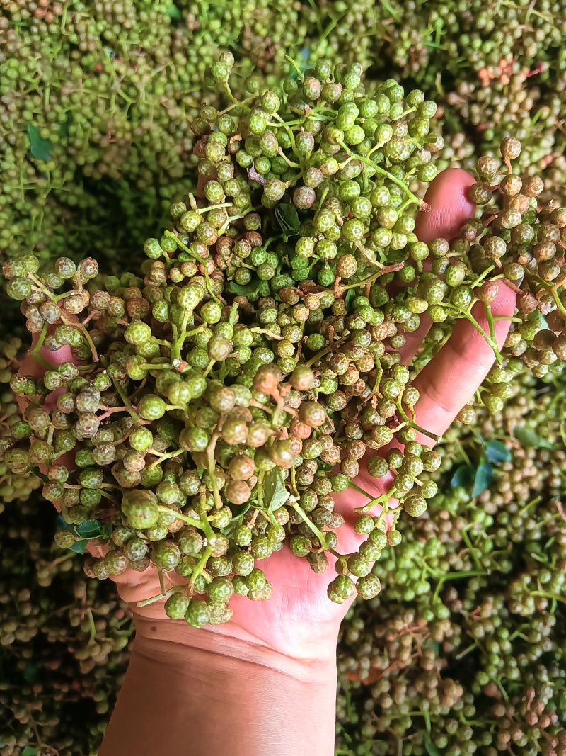 陕西韩城青花椒，青皮净货，源头种植直供，官方保障，欢迎咨