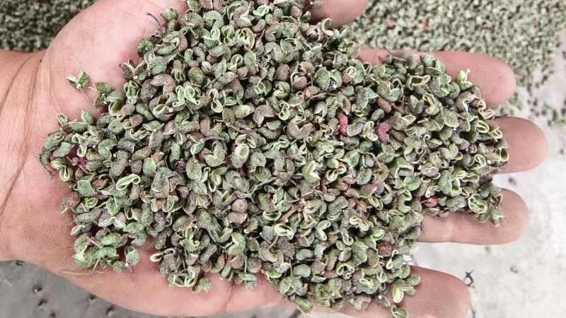陕西韩城青花椒，青皮净货，源头种植直供，官方保障，欢迎咨