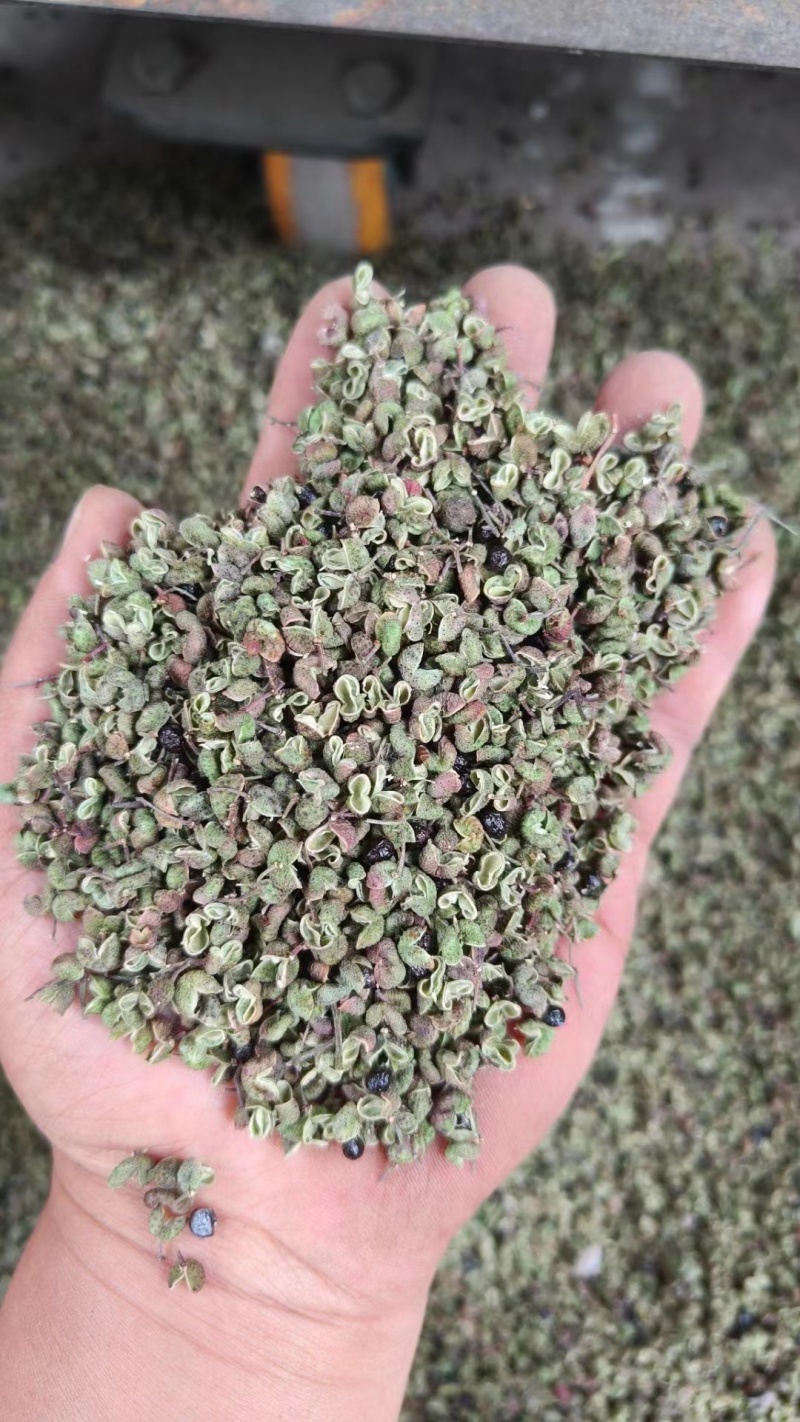 陕西韩城青花椒，青皮净货，源头种植直供，官方保障，欢迎咨