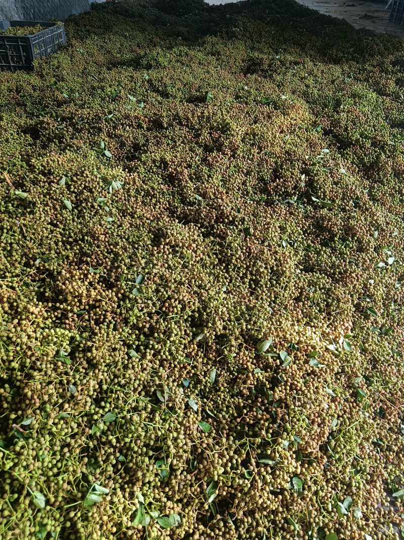 陕西韩城青花椒，青皮净货，源头种植直供，官方保障，欢迎咨