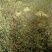陕西韩城青花椒，青皮净货，源头种植直供，官方保障，欢迎咨