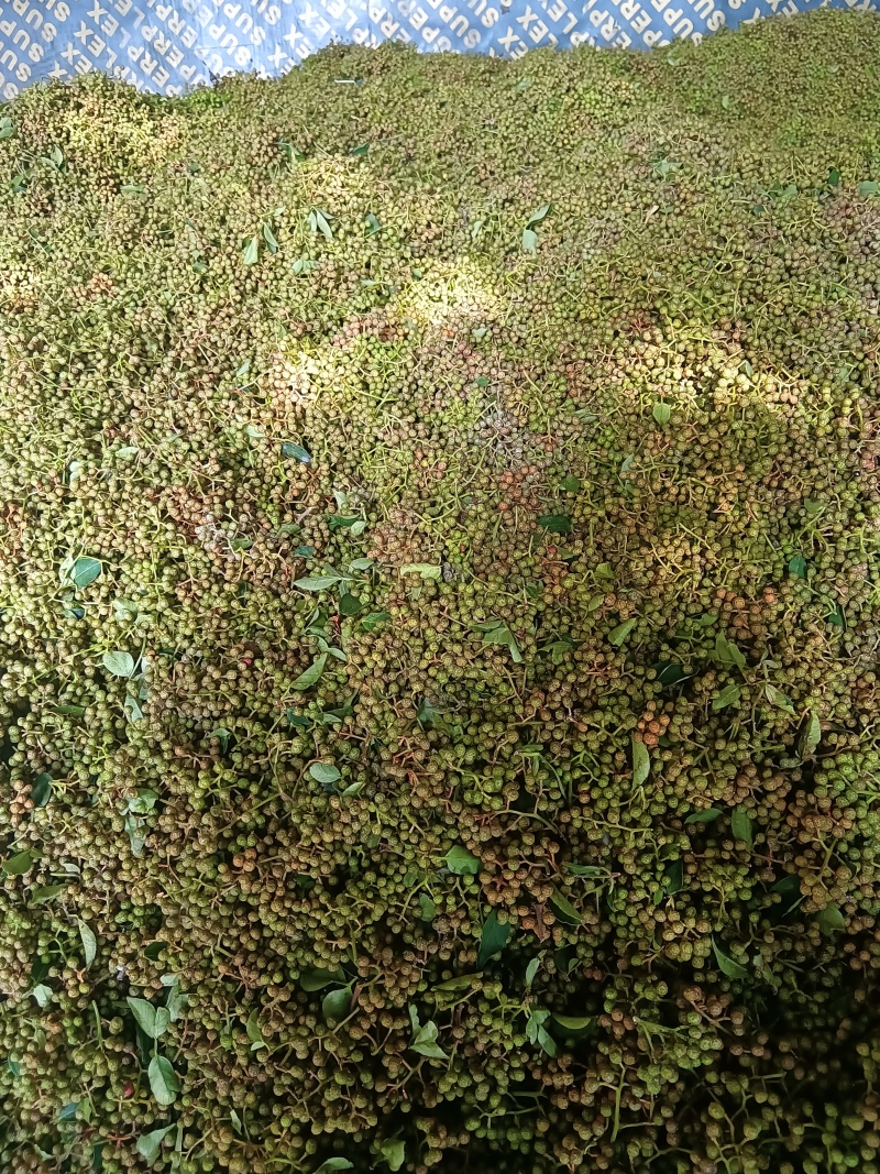 陕西韩城青花椒，青皮净货，源头种植直供，官方保障，欢迎咨