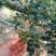 陕西韩城青花椒，青皮净货，源头种植直供，官方保障，欢迎咨