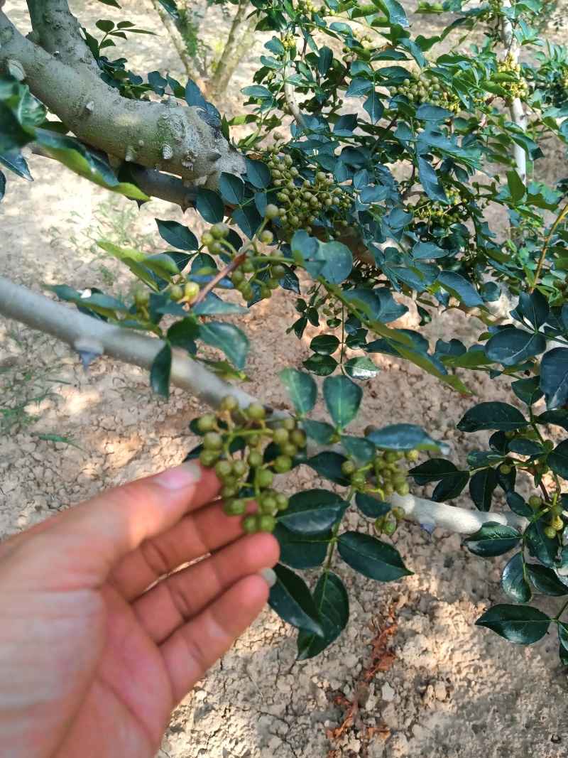 陕西韩城青花椒，青皮净货，源头种植直供，官方保障，欢迎咨