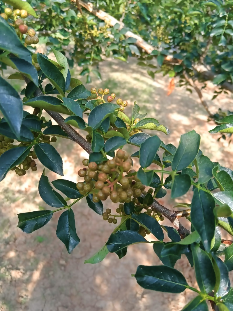 陕西韩城青花椒，青皮净货，源头种植直供，官方保障，欢迎咨