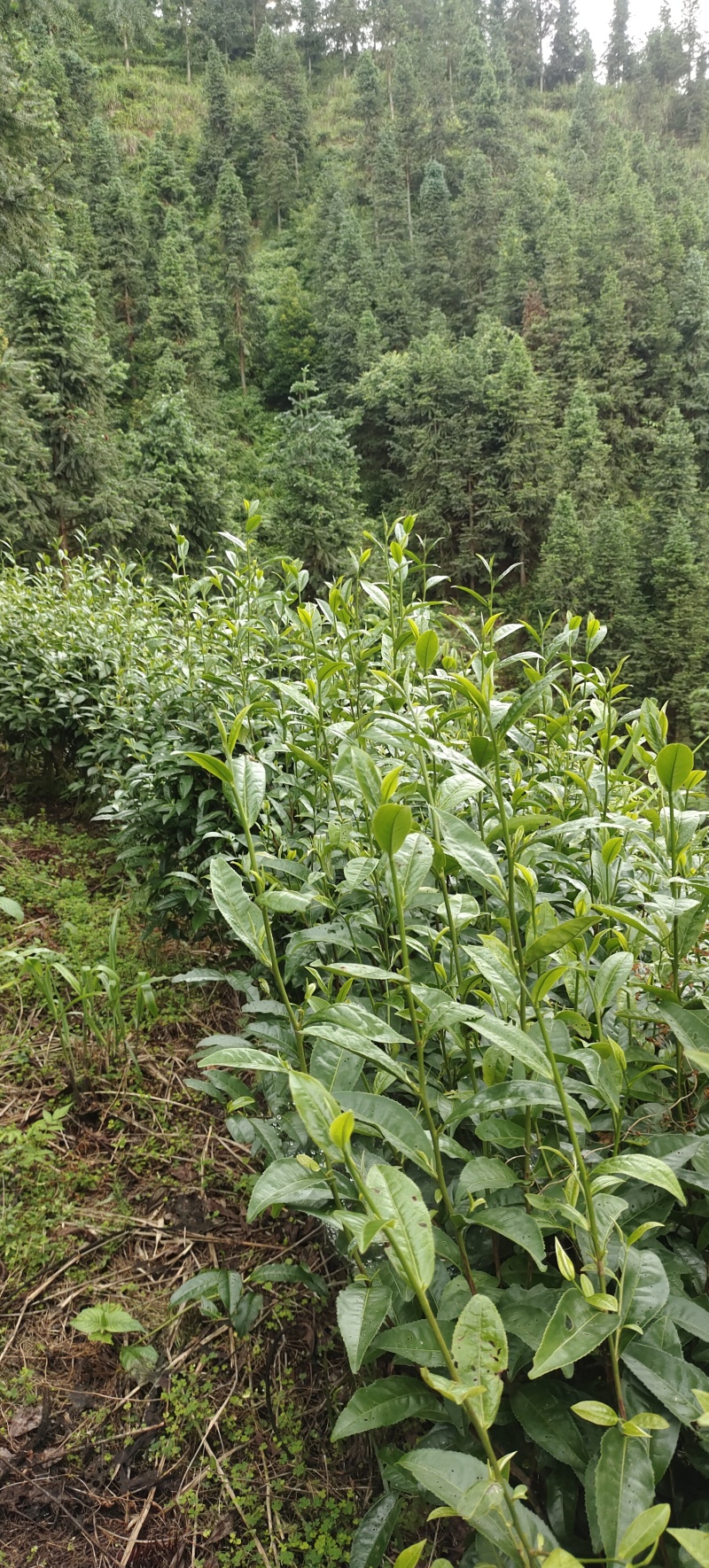 通道红茶金骏眉黄金芽浓香型蜜香型红茶代发全国