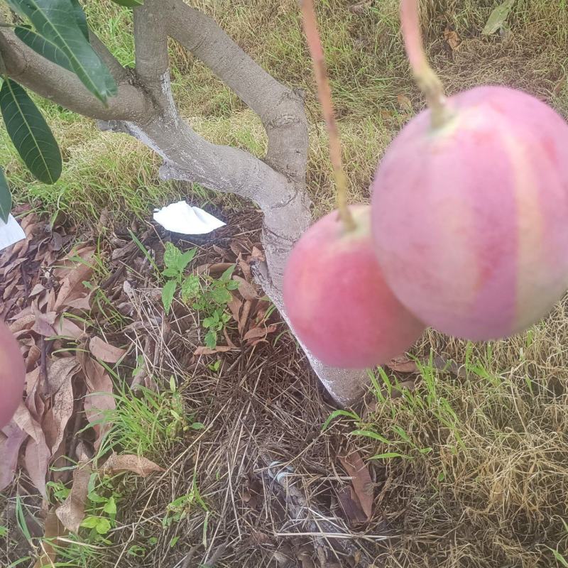 云南红头热农芒果，精品，大量上市，口感好