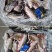 淡水野生鲫鱼