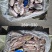 淡水野生鲫鱼