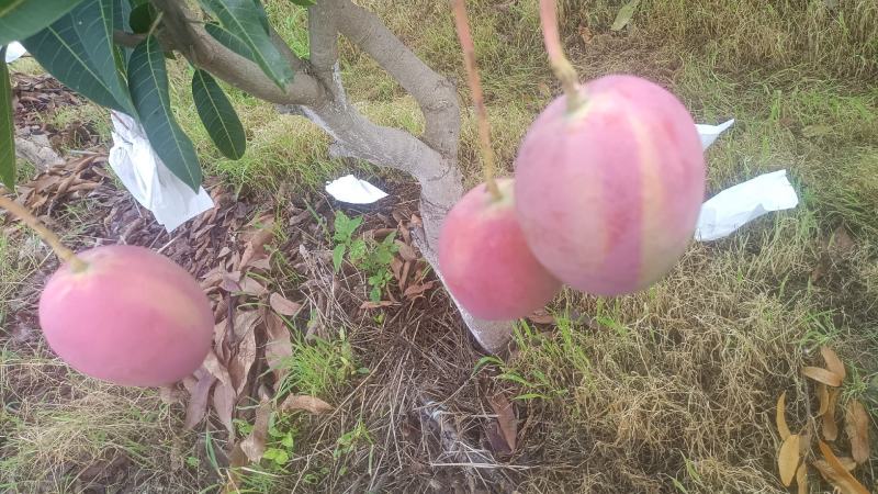 云南红头热农芒果，精品，大量上市，口感好