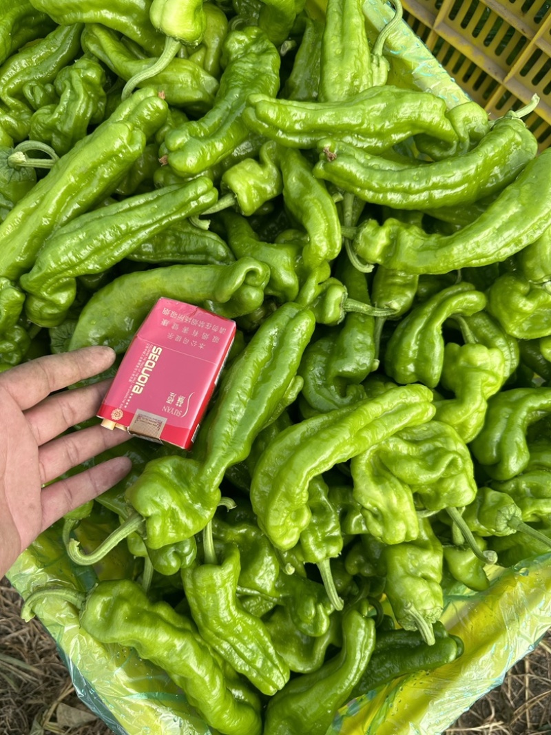 新苗鲜辣椒大量直供