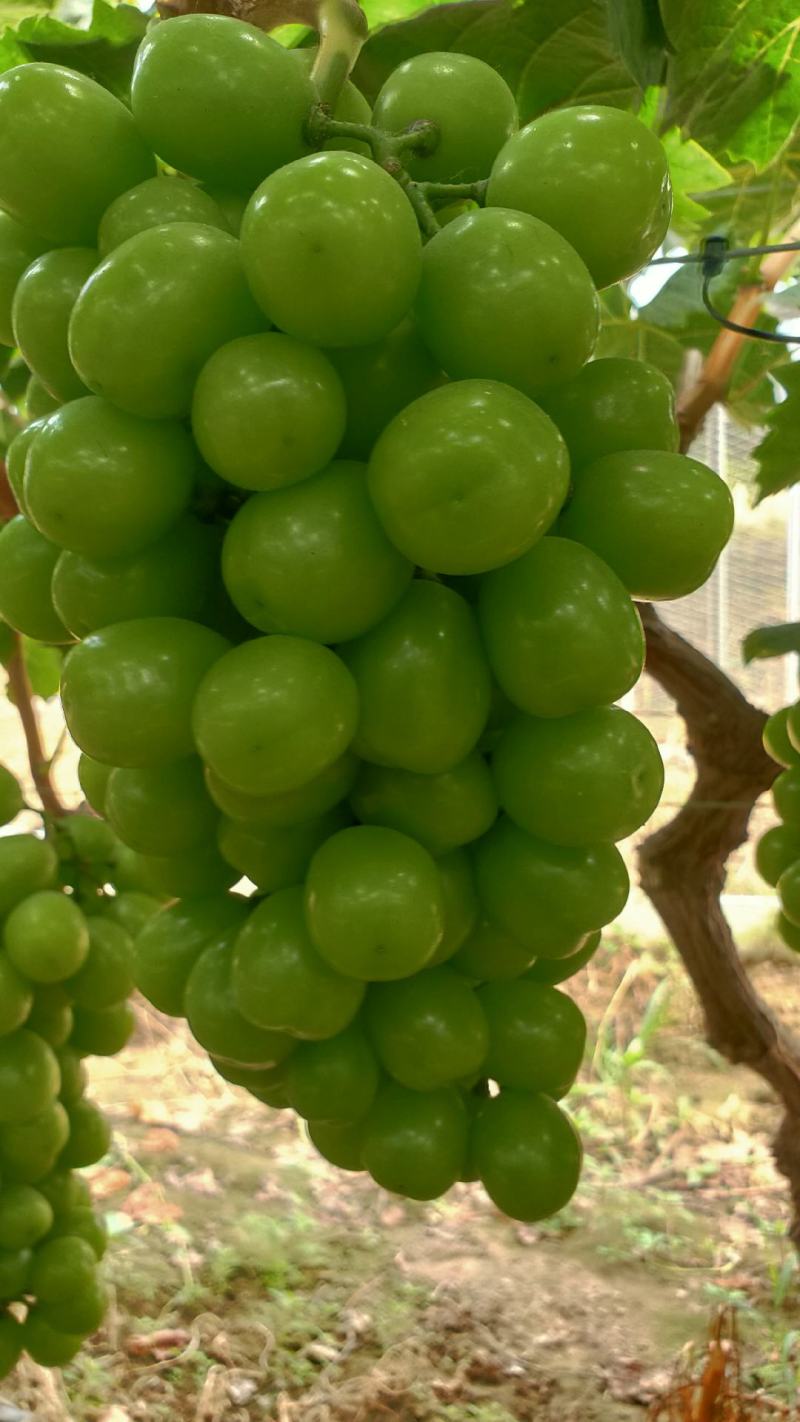 夏邑县万亩阳光玫瑰葡萄大量上市质量优品欢迎抢购