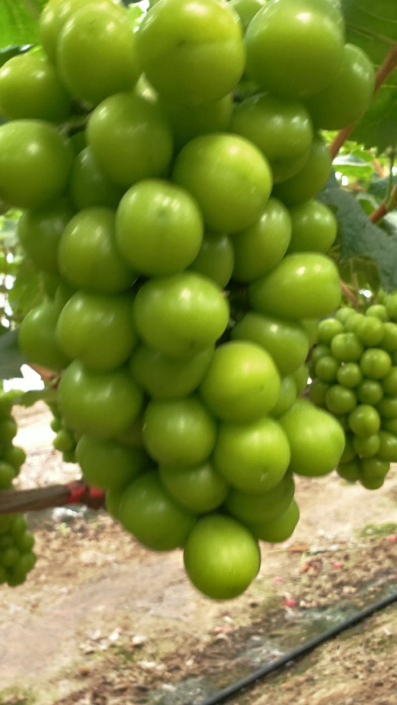 夏邑县万亩阳光玫瑰葡萄大量上市质量优品欢迎抢购