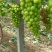 夏邑县万亩阳光玫瑰葡萄大量上市质量优品欢迎抢购
