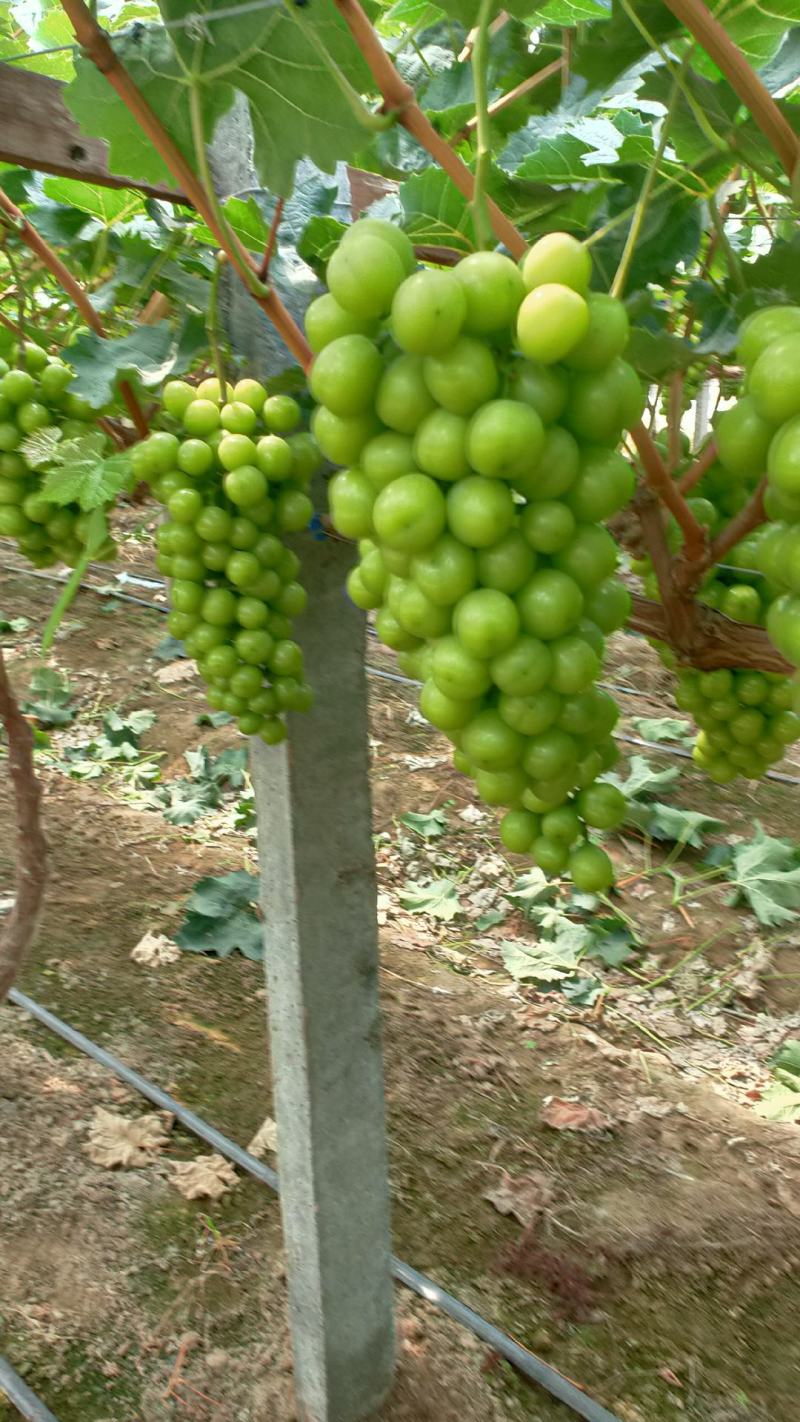 夏邑县万亩阳光玫瑰葡萄大量上市质量优品欢迎抢购