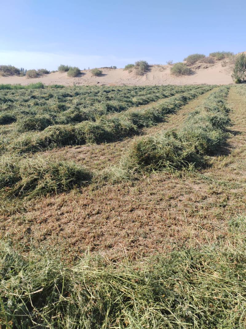 2024年头茬紫花苜蓿草大小捆大量有货保质保量欢迎钱来洽