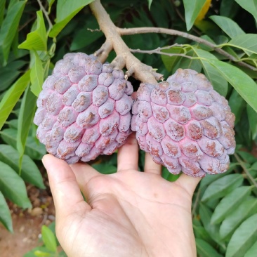 玫瑰释迦果