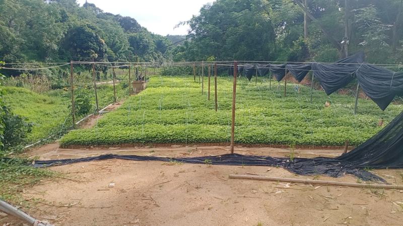 三叉苦种苗药材苗种植三叉苦20~40公分高杯苗大量有货