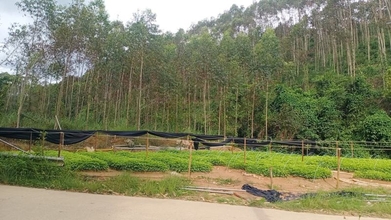 三叉苦种苗，种苗基地一手货源，对接大型批发商，可视频看货