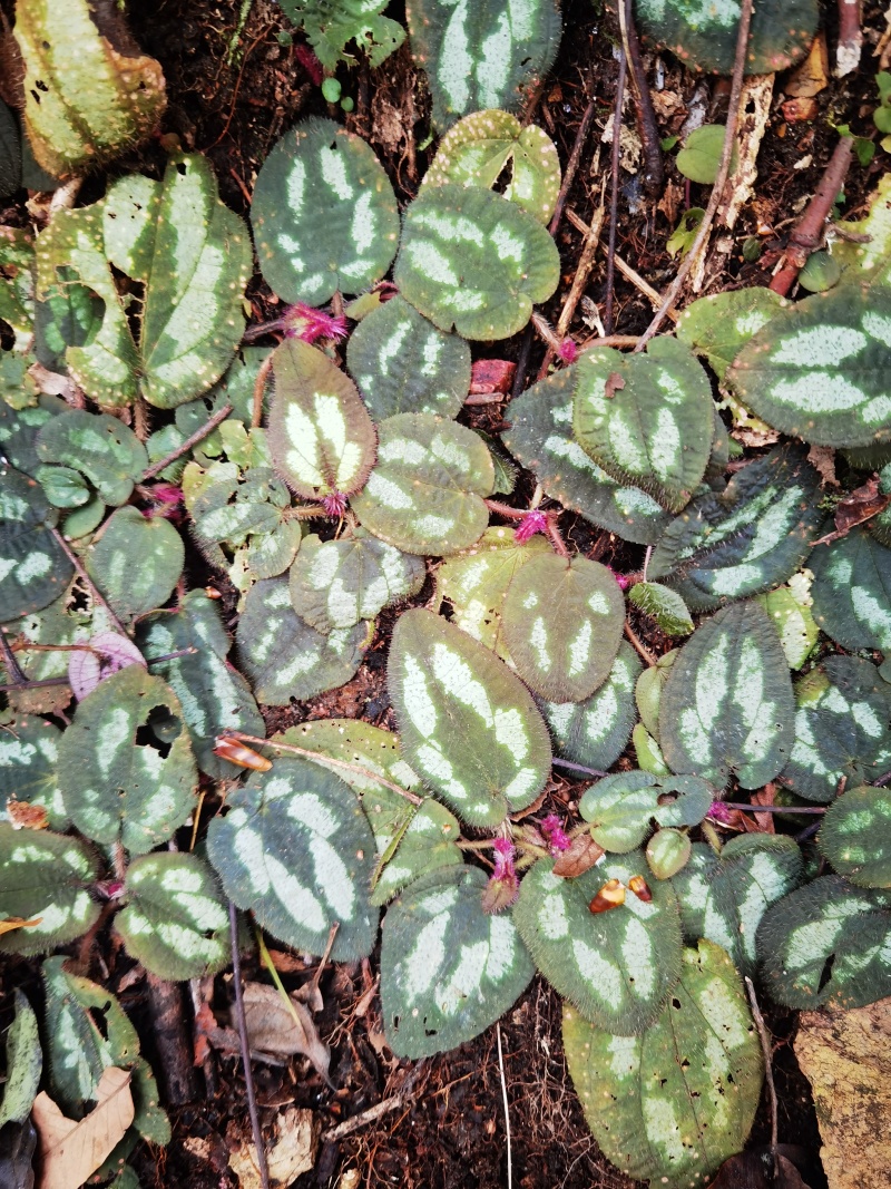 野牡丹锦香草盆景园艺创意造景地生绿植批发
