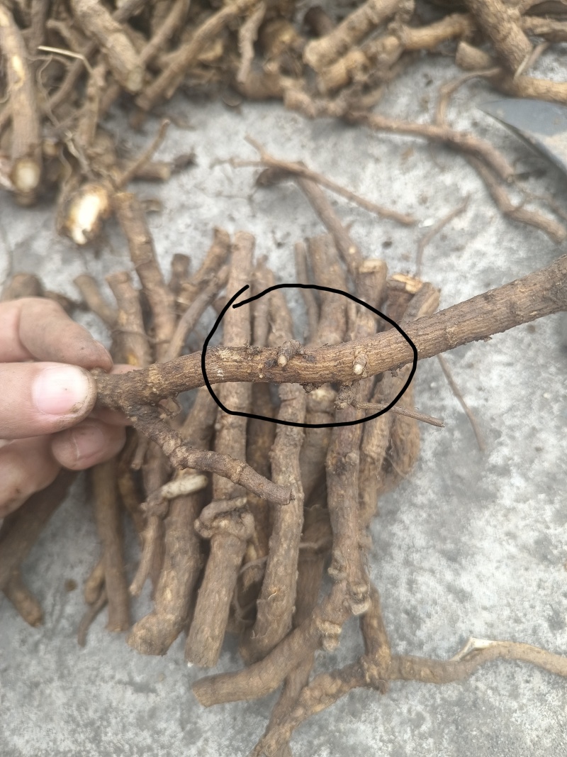 通草根育苗，正宗空心大通草苗根子种子长期销售