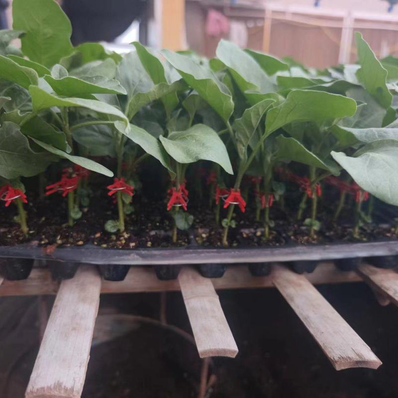 嫁接茄子苗青茄子苗嫁接烧烤茄苗嫁接长茄苗