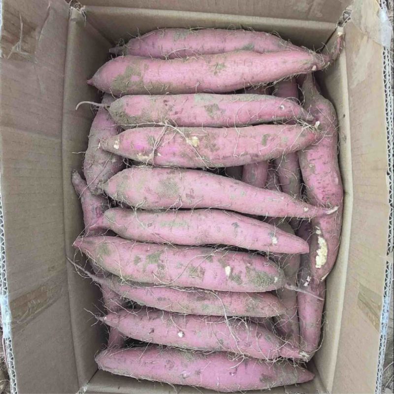 板栗红薯上市要的一亩田老板联系