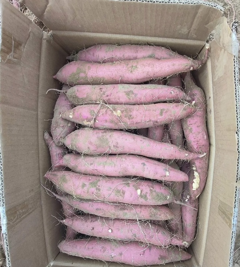 板栗红薯上市要的一亩田老板联系