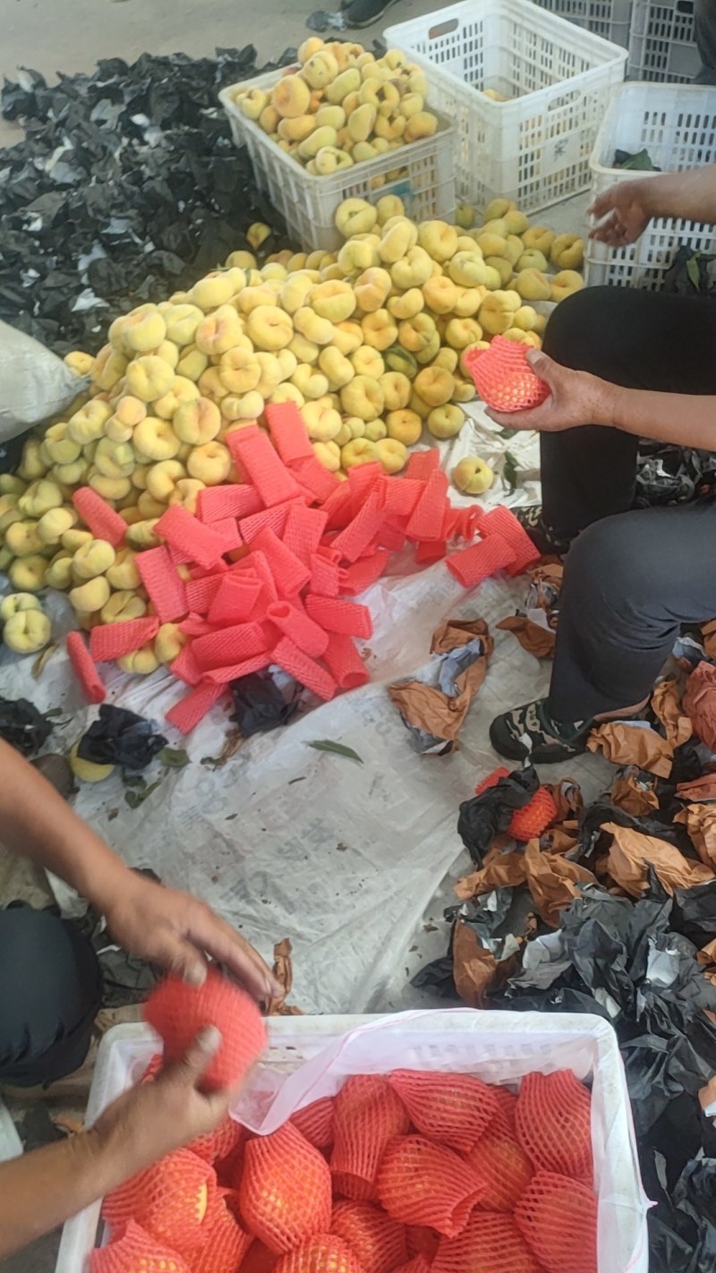 山东油蟠桃，果园直供，产地一手货源，口感甜脆