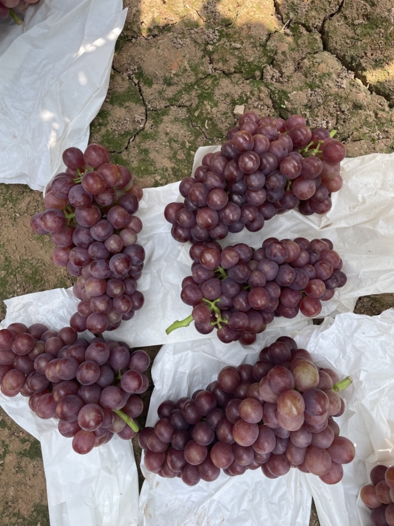 红无核葡萄，红无籽，红提葡萄种植基地大量上市中