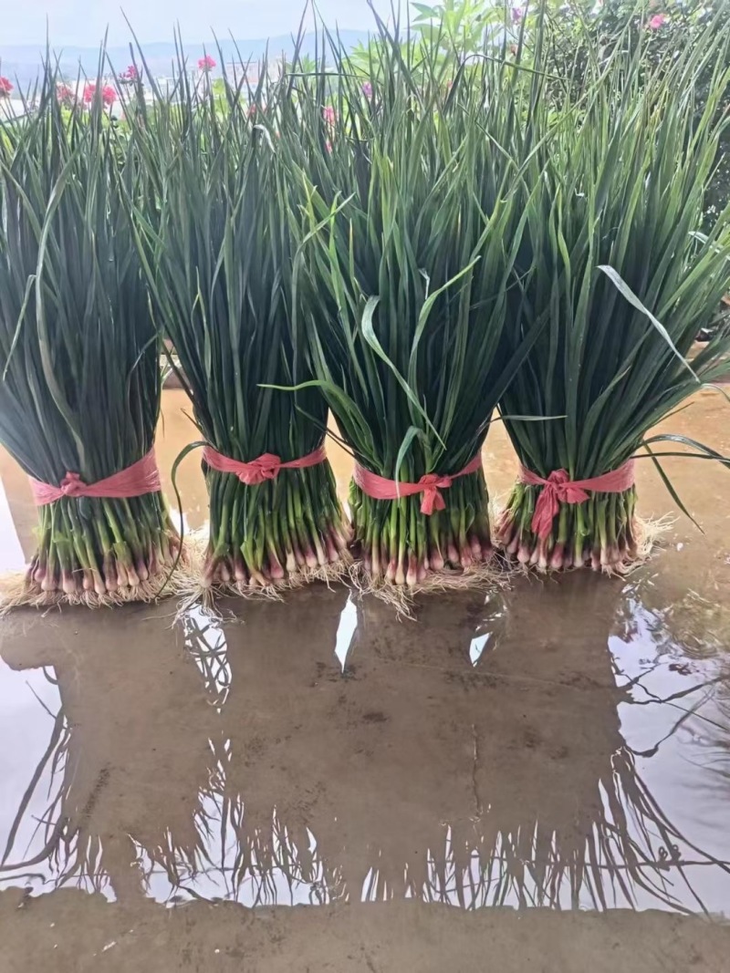 新鲜红根蒜苗，当地产地直供，品质保证！